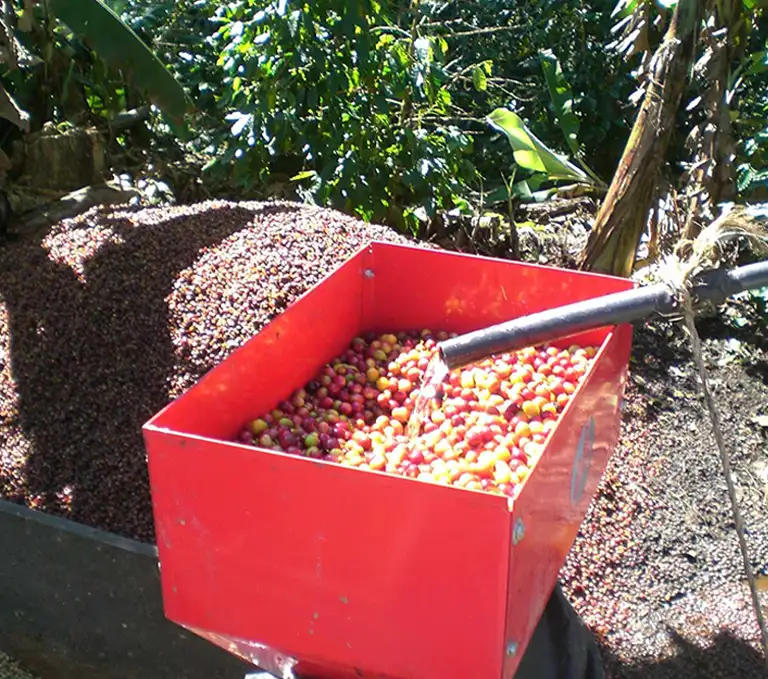 Mexico Chiapas Café Femenino Wet Mill Coffee Cherries Fresh coffee cherries from Mexico Chiapas being washed in a red bin at a Café Femenino wet mill