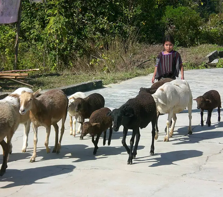 Mexico Chiapas Café Femenino Community Life Young girl herding sheep in a rural Mexico Chiapas village, part of the Café Femenino community