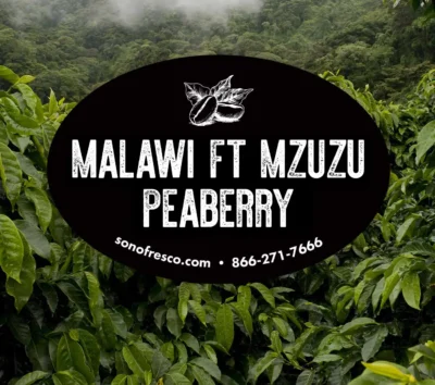 Malawi FT Mzuzu Peaberry green coffee beans from Sonofresco