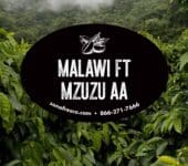 Malawi FT Mzuzu AA - 20lb