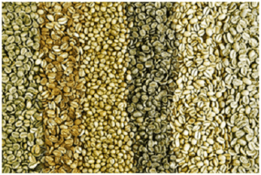 Green Coffee Beans for sale