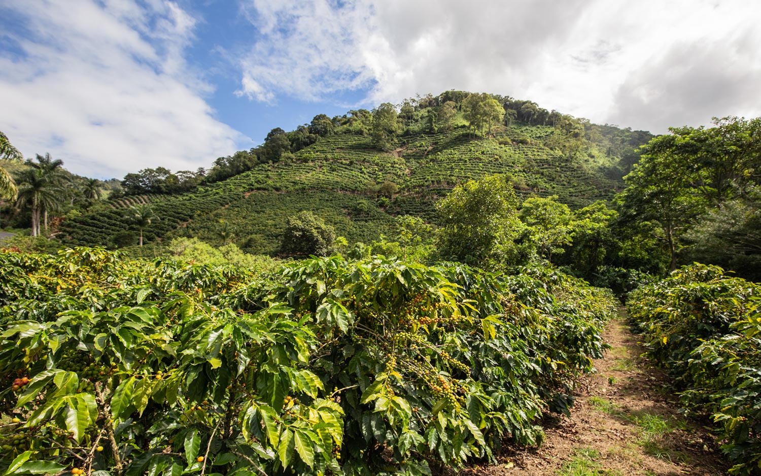 Coffee plantation in Costa Rica under clear blue skies, showcasing the beauty of the landscape and agriculture.