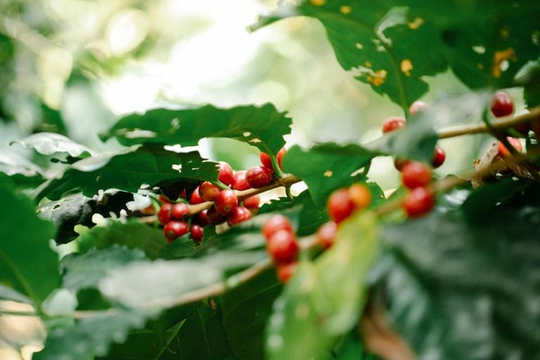 Vivid red coffee cherries hang from lush green plants in the sunlight, promising a flavorful harvest.