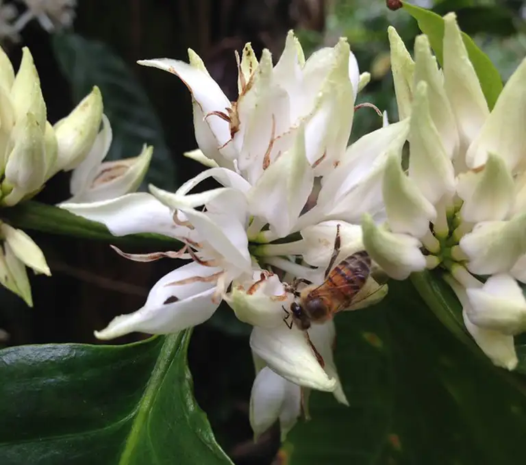 Nicaragua Coffee Blossom with Bee Bee pollinating white coffee blossoms on a Nicaragua Café Femenino farm