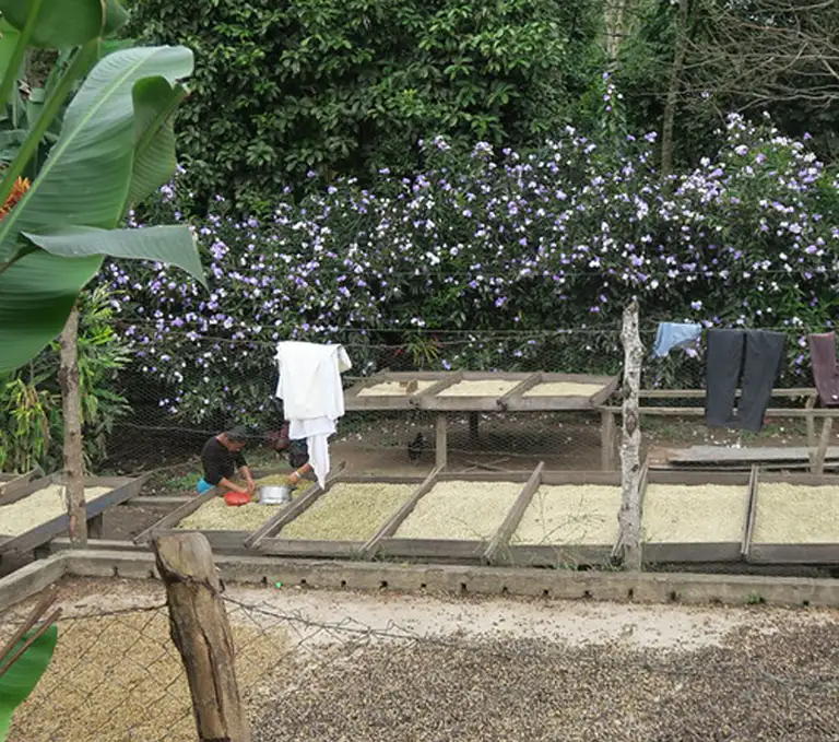 Nicaragua Café Femenino Coffee Drying Beds Raised drying beds filled with Nicaragua FTO Café Femenino green coffee beans