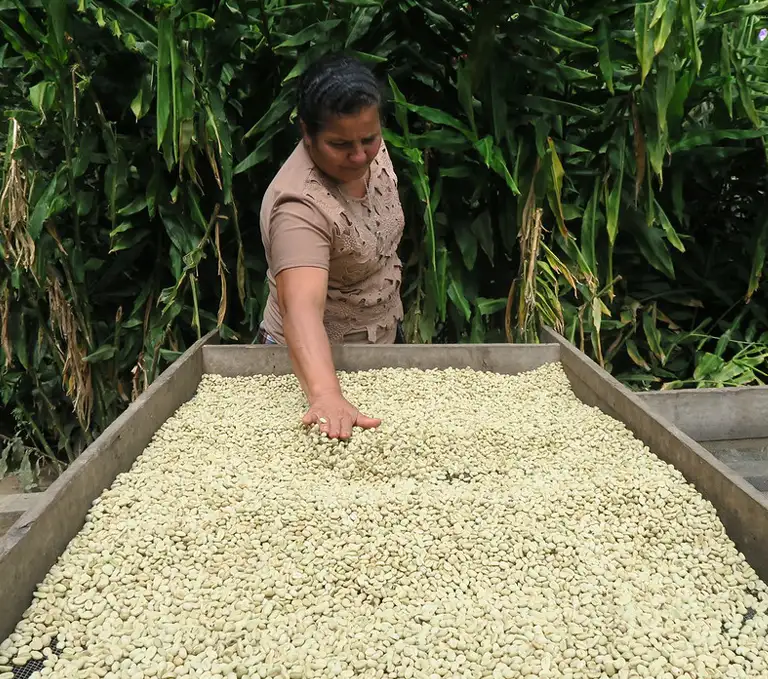 Nicaragua Café Femenino Woman Drying Coffee Beans Woman farmer drying Nicaragua FTO Café Femenino green coffee beans on raised beds