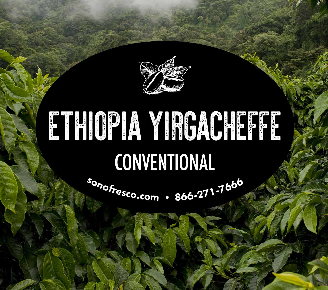 Ethiopia-Yirgacheffe-Conventional-Coffee-Beans.jpg