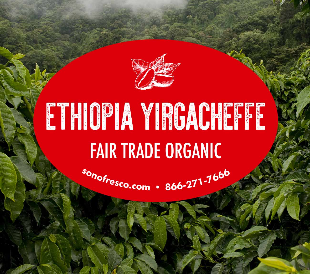 Ethiopia-Yirgacheffe-FTO-Beans.jpg