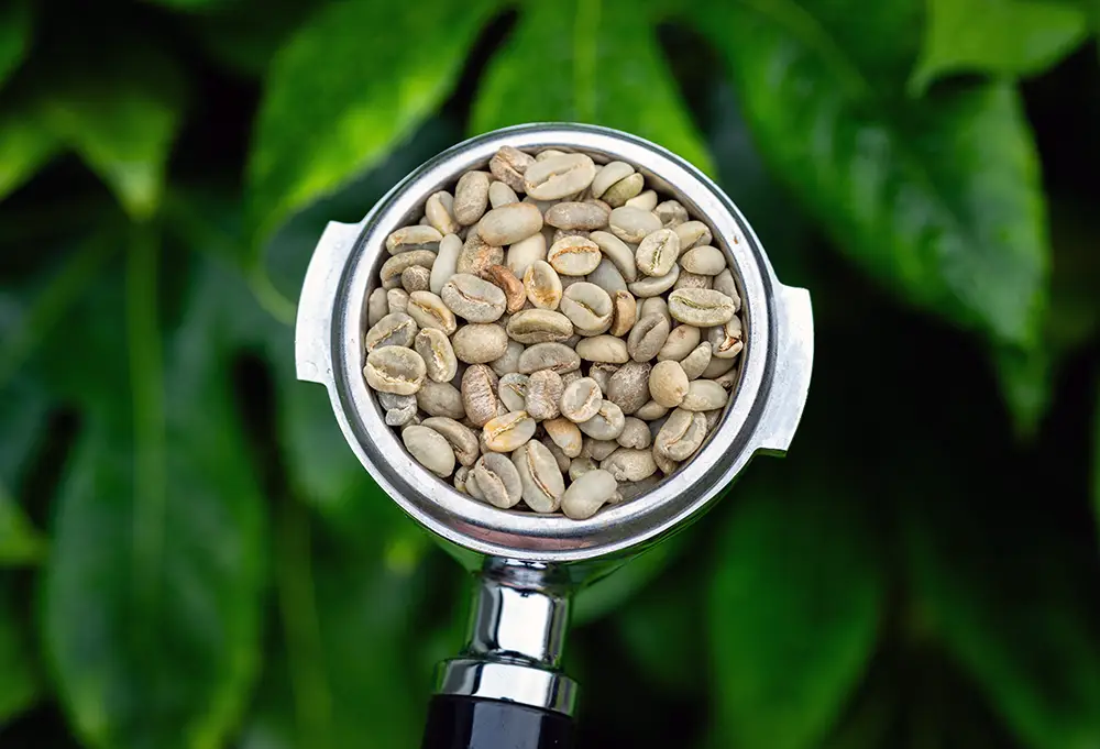 Green coffee beans in a portafilter showcasing unroasted coffee for home and small batch roasting
